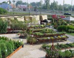 Disznoveny Kerteszet 13